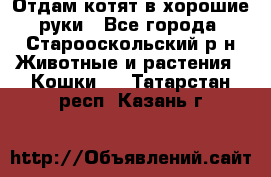 Отдам котят в хорошие руки - Все города, Старооскольский р-н Животные и растения » Кошки   . Татарстан респ.,Казань г.